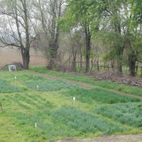 Fig. 8 - Solarolo (RA). Experimental crops of wheat, barley and flax