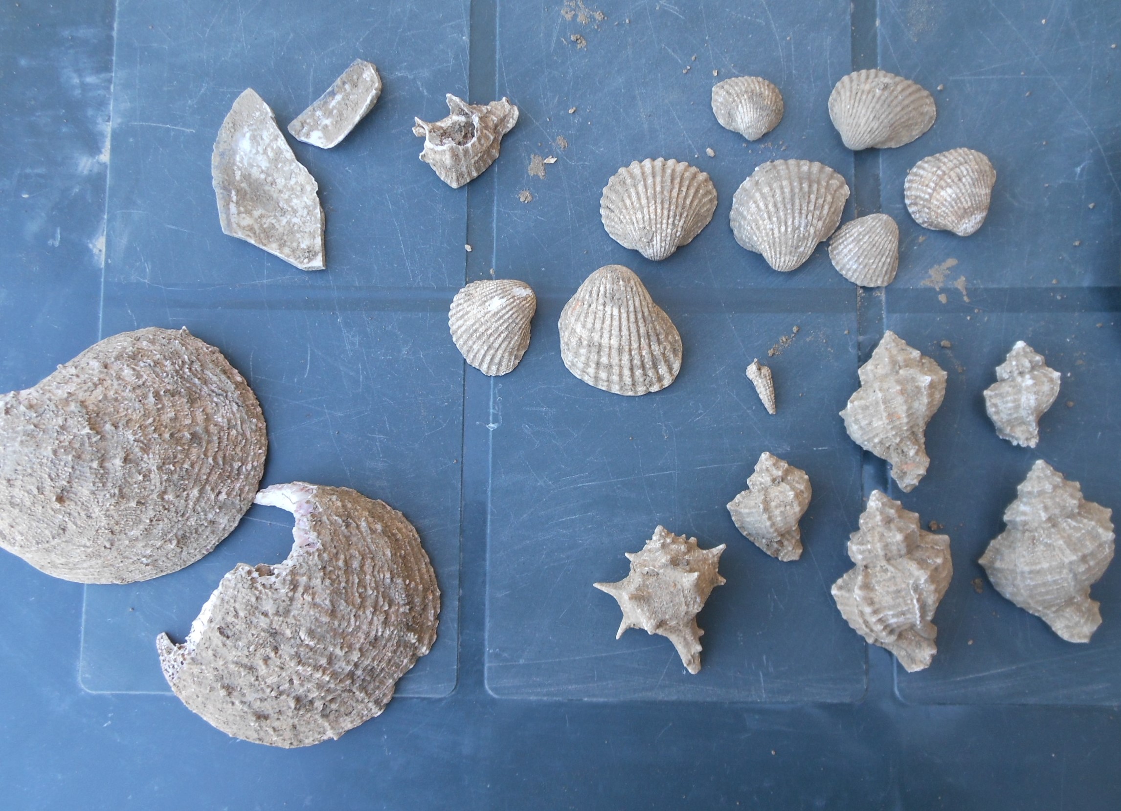  Figure 10. Some sea shells from Butrint. 